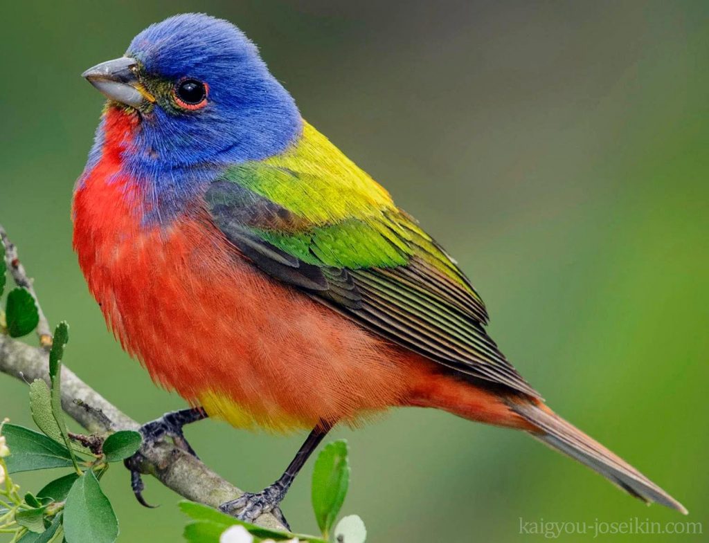 PAINTED BUNTING นกกระจาบทาสี ตัวผู้มีสีสันสดใสมีขนสีน้ำเงิน เขียว แดง และเหลือง ตัวเมียมีสีเขียวสดใสมีวงแหวนสีซีดรอบดวงตา