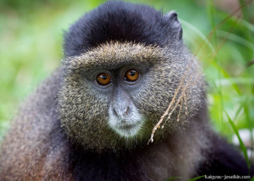 GOLDEN MONKEY ลิงทองคำเป็นสัตว์เลี้ยงลูกด้วยนมที่มีการสำรวจไม่เพียงพอ แต่สามารถจดจำได้ง่ายโดยมีแถบสีส้มทองที่สีข้างด้านบนและด้านหลัง 