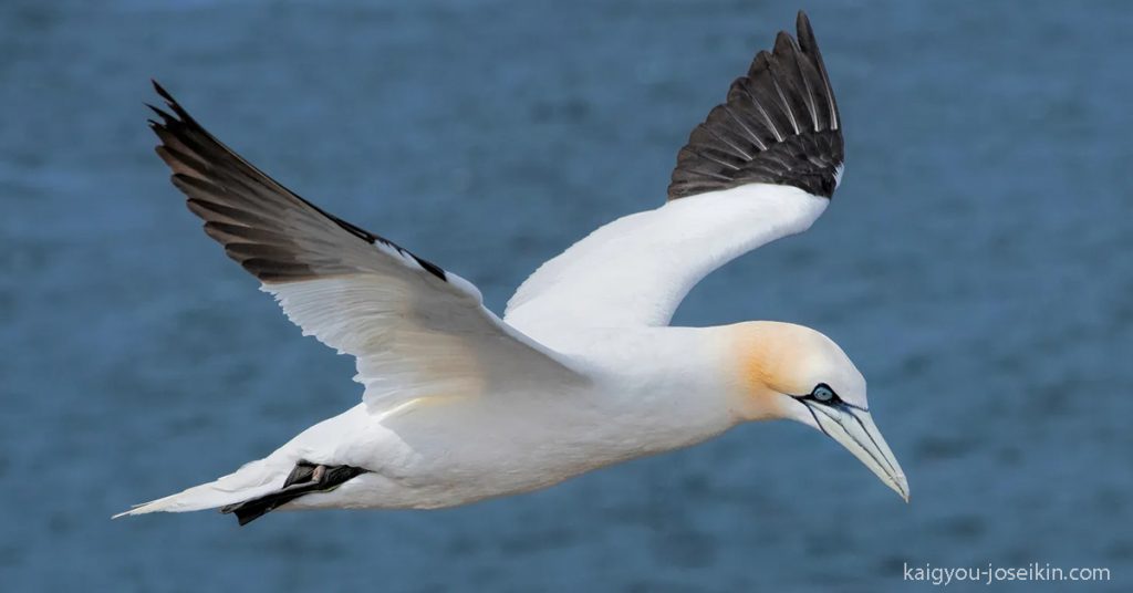 Northern gannet เป็นนกแถบทะเลที่ใหญ่ที่สุด ตัวผู้และตัวเมียมีลักษณะที่คล้ายคลึงกัน มีคอยาว ปีกยาวและเรียว ส่วนหัวและต้นคอเด่นกว่า