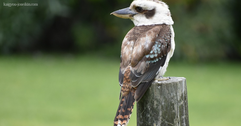 LAUGHING KOOKABURRA คุกคาบาร่า เป็นนกกระเต็นตัวโตที่มีหัวสีขาวและมีลายตาสีเข้ม ส่วนบนส่วนใหญ่เป็นสีน้ำตาลเข้ม แต่มีจุดสีน้ำเงิน