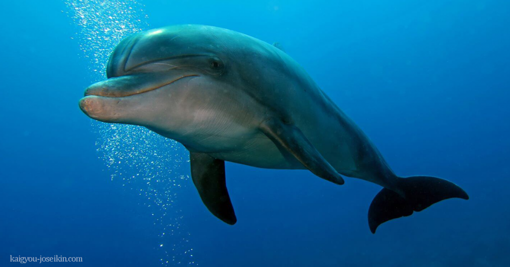 bottlenose dolphin โลมาปากขวด เป็นโลมาที่เป็นที่รู้จักและพบได้บ่อยที่สุด ครีบหลังที่วางอยู่ใกล้กลางหลัง สูงและโค้ง โลมาเหล่านี้มักมีสี