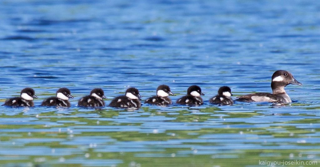 BUFFLEHEAD เป็นเป็ดดำน้ำที่เล็กที่สุดของแคนาดา มีลวดลายโดดเด่นเป็นขาวดำ และเคลื่อนไหวตลอดเวลา ดึงดูดความสนใจจากสัดส่วนที่ค่อนข้างเล็ก