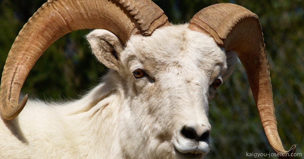 THINHORN SHEEP แกะทินฮอร์น เป็นแกะจากอเมริกาเหนือที่มีขนาดกลาง มีลำตัวแข็งแรงและมีเขาสีน้ำตาลอ่อนมีรอยย่นลึก ตัวผู้และตัวเมียสามารถแยกแยะ