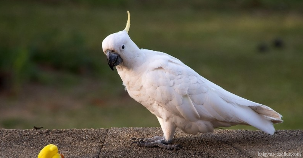 WHITE COCKATOO นกกระตั้วขาว เป็นนกแก้วขนาดใหญ่ที่มีขนสีขาว ขาและจะงอยปากสีเทาเข้ม หงอนกว้าง หงอนใหญ่ นกกระตั้วเหล่านี้มี