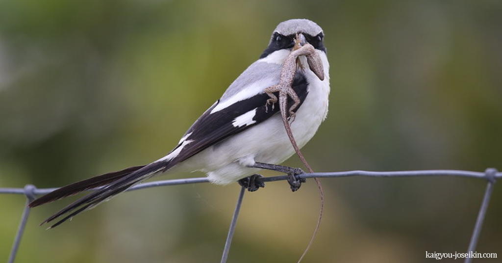 LOGGERHEAD SHRIKE นกล็อกเกอร์เฮดชริก เป็นนกขับขานขนาดกลางที่มีถิ่นกำเนิดในอเมริกาเหนือ มันถูกตั้งชื่อเล่นว่า butcherbird