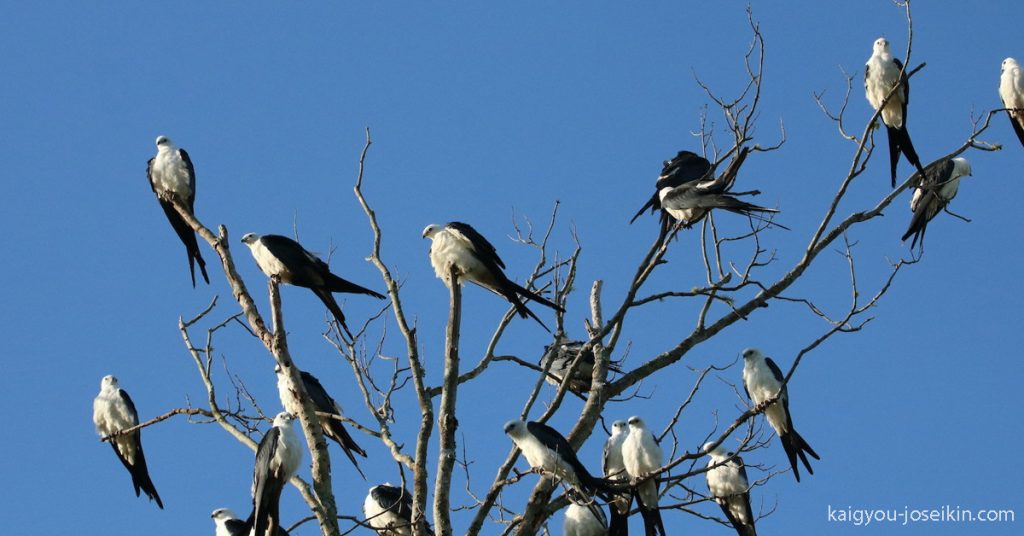 SWALLOW-TAILED KITE ว่าวหางนกนางแอ่นเป็นนกล่าเหยื่อในสภาพอากาศที่ร้อนกว่า นกตัวผู้และตัวเมียมีลักษณะคล้ายกันโดยมีลำตัวสีดำ
