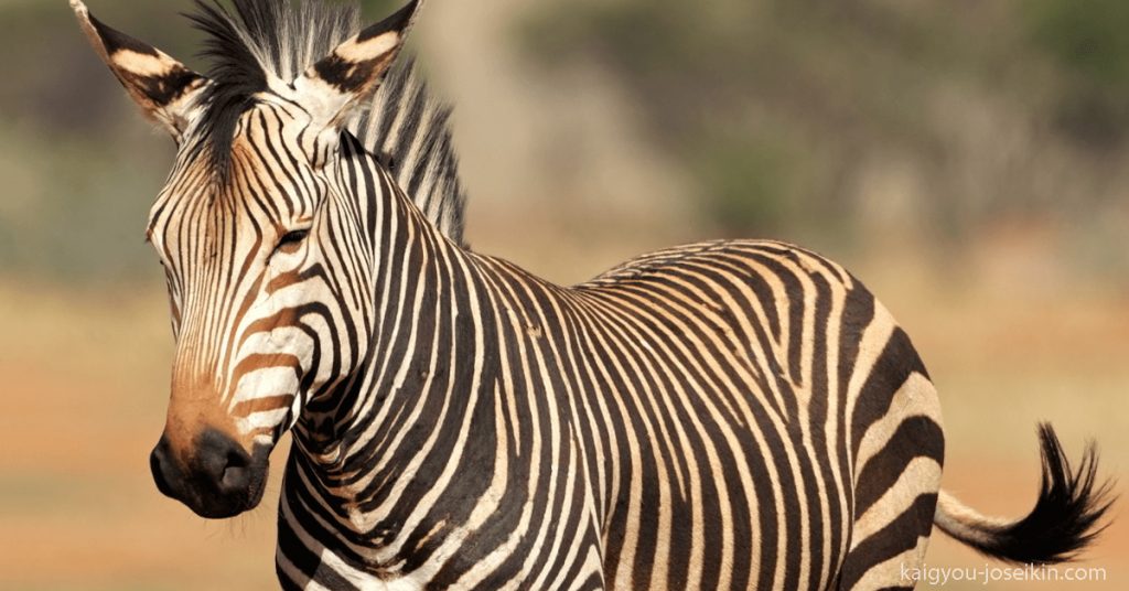 MOUNTAIN ZEBRA ม้าลายภูเขาเป็นสัญลักษณ์ของแอฟริกาอย่างแท้จริง สายพันธุ์นี้ถูกเรียกว่าเนื่องจากความสามารถในการปีนเขาที่น่าทึ่ง