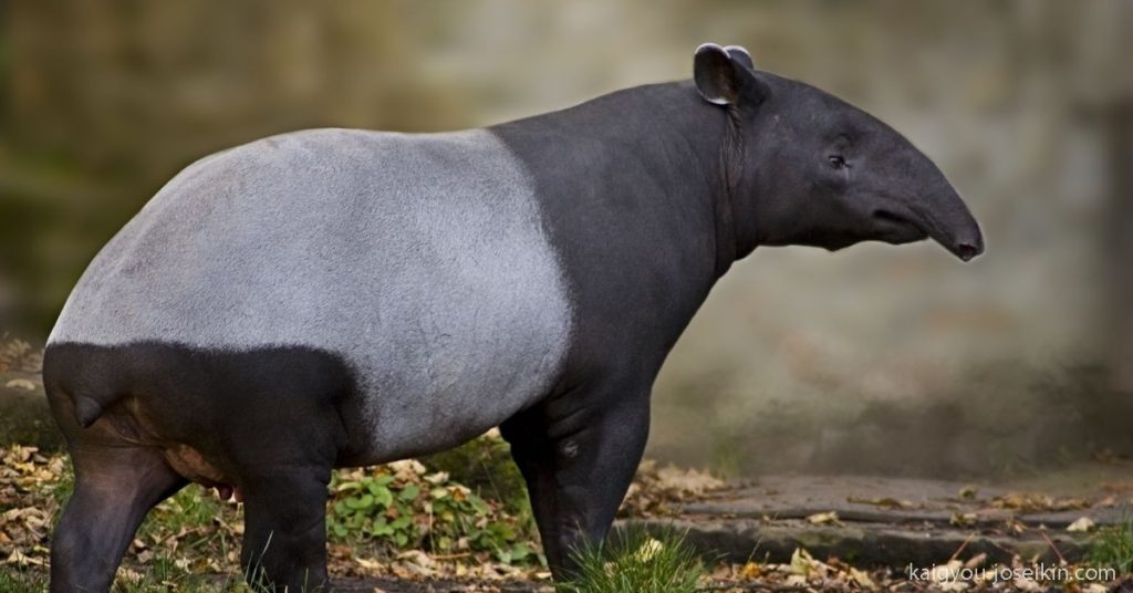 MALAYAN TAPIR สมเสร็จมลายู หรืออีกชื่อหนึ่งว่าสมเสร็จเอเชียเป็นสมเสร็จโลกเก่าเพียงสายพันธุ์เดียวที่มีชีวิต มีสมเสร็จเพียง 4 สายพันธุ์ทั่ว