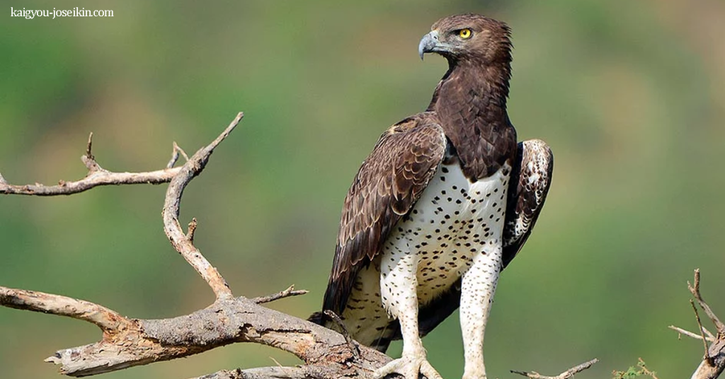 MARTIAL EAGLE นกอินทรีขนาดใหญ่ที่สุดของแอฟริกา ขนของผู้ใหญ่มักมีสีน้ำตาลดำบนศีรษะ ส่วนด้านล่างของหน้าอกของผู้ใหญ่มีขน 