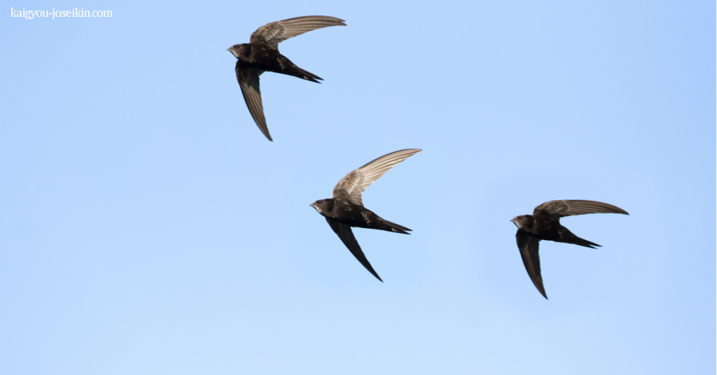 COMMON SWIFT นกนางแอ่นธรรมดา เป็นนกขนาดกลางที่ขึ้นชื่อเรื่องความสามารถในการบินที่ยอดเยี่ยม พวกมันมีสีน้ำตาลอมดำทั้งหมด