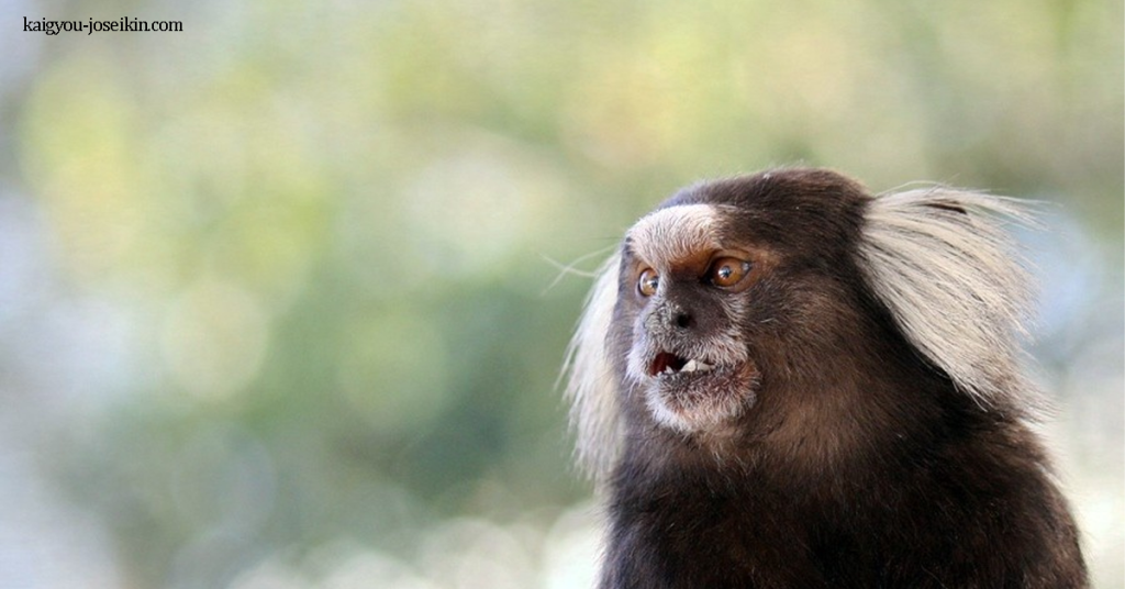 COMMON MARMOSET ลิงมาร์โมเส็ททั่วไปเป็นสัตว์เลี้ยงลูกด้วยนมที่มีลักษณะเฉพาะและมีลักษณะพิเศษหลายอย่าง ลิงชนิดนี้แสดง