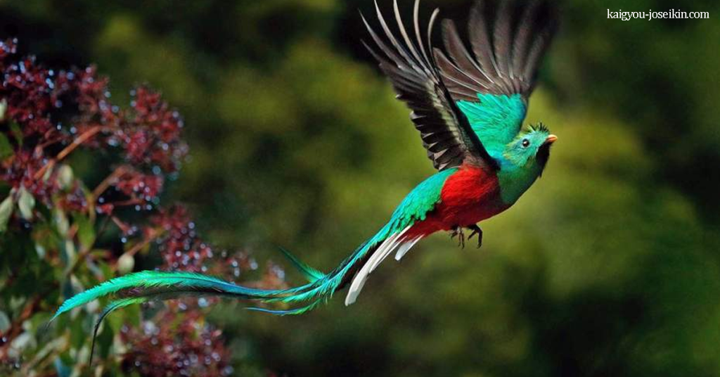 RESPLENDENT QUETZAL เป็นนกที่สวยงามซึ่งรู้จักกันดีในเรื่องสีสันของขนนก พวกมันมีลำตัวสีเขียว (แสดงสีรุ้งตั้งแต่สีเขียวทองไปจน
