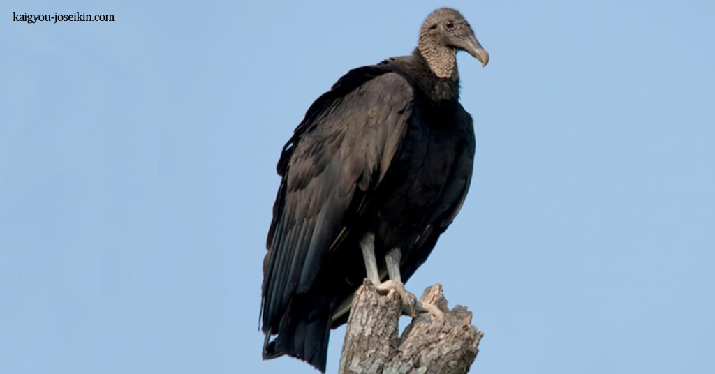 BLACK VULTURE อีแร้งดำ ป็นนกในตระกูลนกแร้ง ซึ่งมีอาณาเขตตั้งแต่ทางตะวันออกเฉียงเหนือไปจนถึงเปรู และอุรุกวัยในอเมริกาใต้