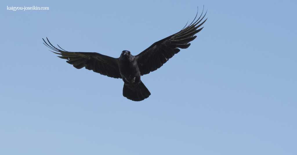 AUSTRALIAN RAVEN นกเรเวนออสเตรเลีย มีถิ่นกำเนิดทางตอนใต้และตะวันออกเฉียงเหนือของออสเตรเลีย วัดความยาวได้ 46–53