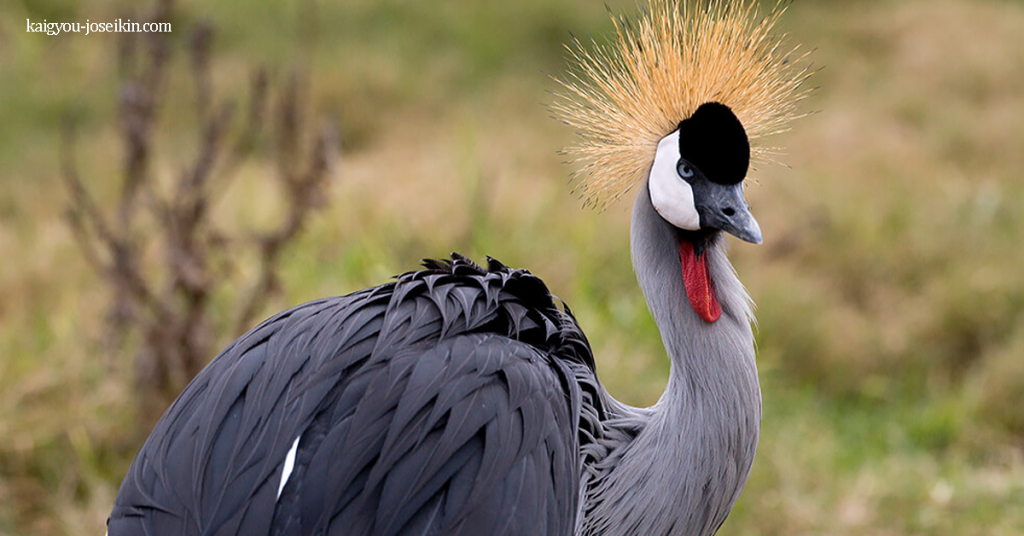 GREY CROWNED CRANE นกกระเรียนมงกุฎเทา นกกระเรียนมงกุฎเทาที่สง่างามเป็นหนึ่งในนกที่สง่างามและสวยงามที่สุดในแอฟริกา