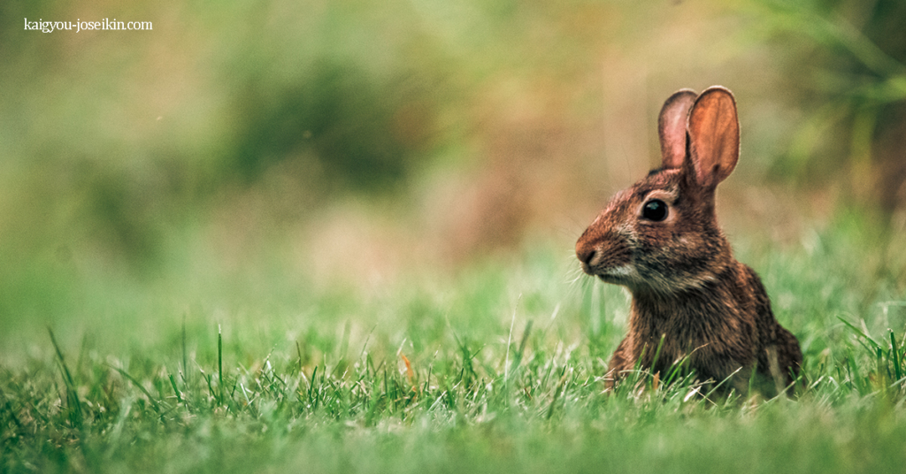 EASTERN COTTONTAIL กระต่ายหางฝ้าย เป็นกระต่ายหางฝ้ายโลกใหม่มันเป็นสายพันธุ์กระต่ายที่พบมากที่สุดในอเมริกาเหนือ