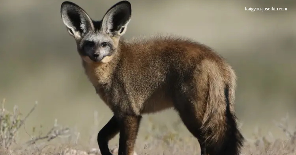 BAT-EARED FOX สุนัขจิ้งจอกหูค้างคาว เป็นสายพันธุ์ที่พบในทุ่งหญ้าสะวันนาของแอฟริกา มันเป็นสายพันธุ์เดียวที่ยังหลงเหลืออยู่
