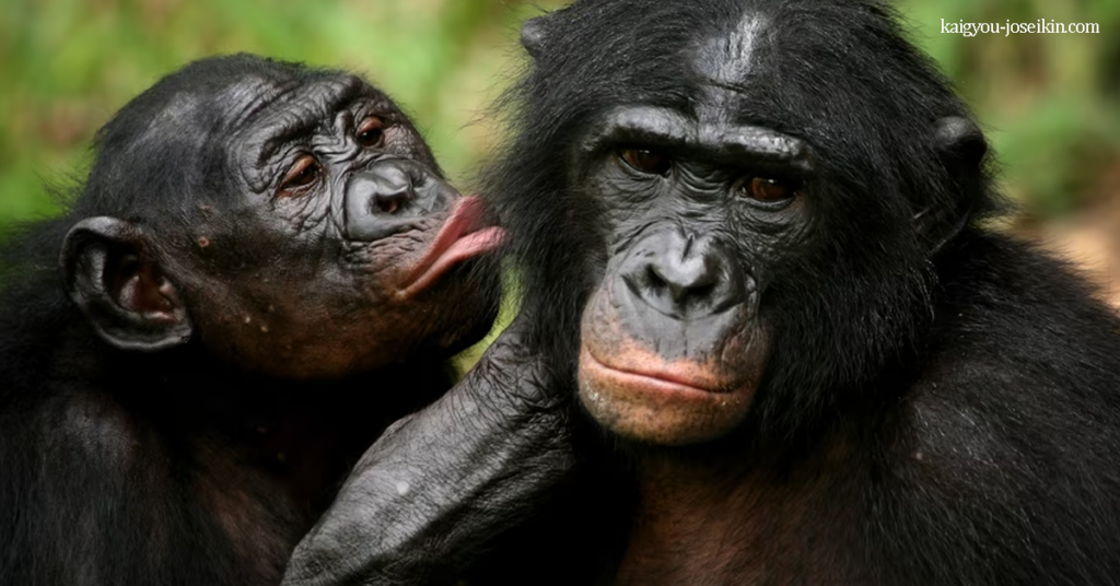 BONOBO โบโนโบ เป็นลิงใหญ่ที่ใกล้สูญพันธุ์ มันเป็นหนึ่งในสองสปีชีส์ ได้รับการยอมรับว่าเป็นสายพันธุ์ที่แตกต่างกันในสิทธิของตนเอง