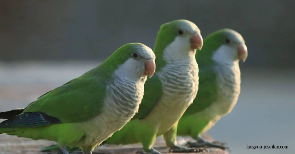 MONK PARAKEET นกแก้วแควกเกอร์ เป็นสายพันธุ์ของนกแก้วที่แท้จริง นกแก้วตัวเล็กสีเขียวสดใสท้องสีเหลืองแกมเขียว