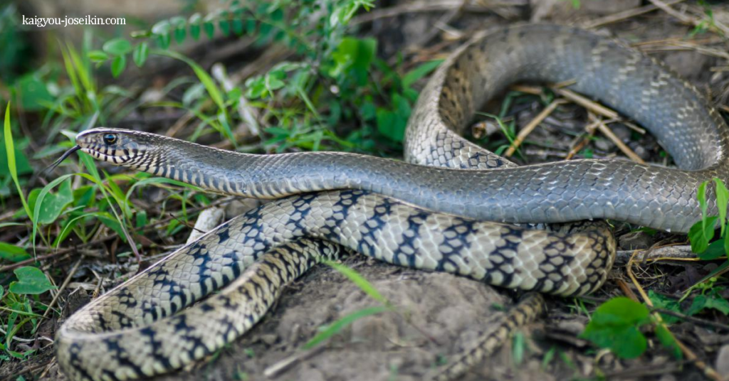 ORIENTAL RATSNAKE งูหนูตะวันออก เป็นงูชนิดไม่มีพิษที่พบได้ทั่วไปในบางส่วนของเอเชียใต้และเอเชียตะวันออกเฉียงใต้เป็นงูขนาดใหญ่