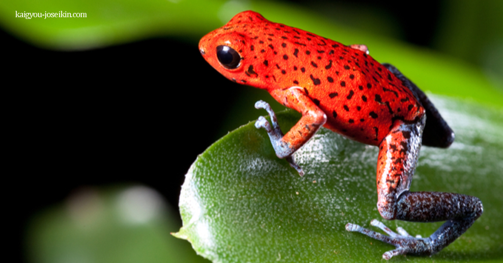 STRAWBERRY POISON-DART FROG กบลูกศรพิษสตรอว์เบอร์รี เป็นกบลูกดอกพิษขนาดเล็กชนิดหนึ่งที่พบในอเมริกากลาง พบได้ทั่ว