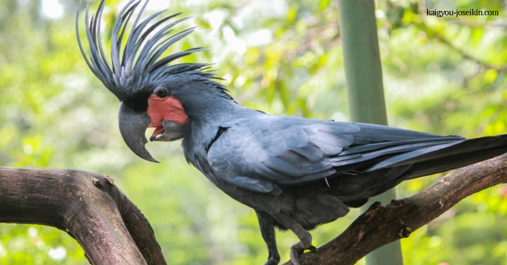 PALM COCKATOO กระตั้วดำใหญ่ เป็นนกแก้วสีเทาควันหรือสีดำขนาดใหญ่ใน ตระกูลนกกระตั้วซึ่งมีถิ่นกำเนิดในนิวกินี หมู่เกาะอารู และคาบสมุทร