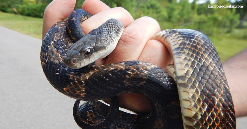 WESTERN RAT SNAKE งูหนูตะวันตก เป็นสายพันธุ์ที่ไม่มีพิ ที่พบในอเมริกาเหนือตอนกลาง เยาวชนมีลวดลายเด่นชัดด้วยรอยจ้ำสีน้ำตาล