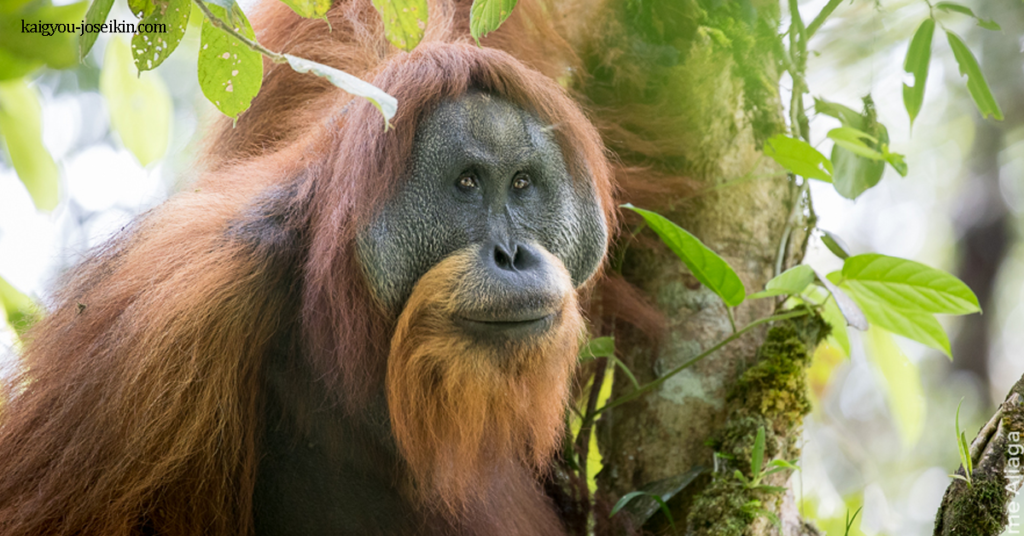 TAPANULI ORANGUTAN อุรังอุตังตาปานูลี เป็นลิงอุรังอุตังสายพันธุ์หนึ่งซึ่งจำกัด อยู่เฉพาะในทาปานูลีใต้ในเกาะสุมาตราในอินโดนีเซีย