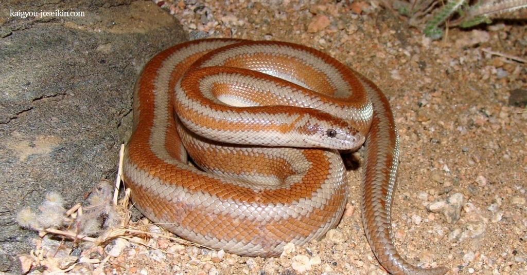 ROSY BOA โรซี่ โบอา มีการกระจายไปทั่วทางตะวันตกเฉียงใต้ของสหรัฐอเมริกาและทางตะวันตกเฉียงเหนือของเม็กซิโก เป็นงูไม่มีพิษ
