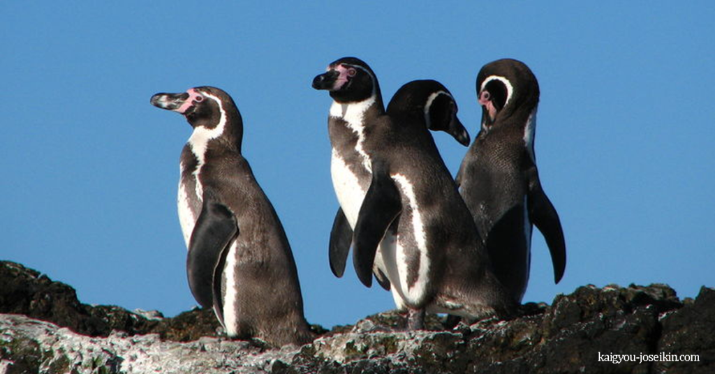 HUMBOLDT PENGUIN เพนกวินฮัมโบลต์ เป็นเพนกวินขนาดกลาง มันอาศัยอยู่ในอเมริกาใต้ ขอบเขตของมันส่วนใหญ่ครอบคลุมพื้นที่ส่วนใหญ่