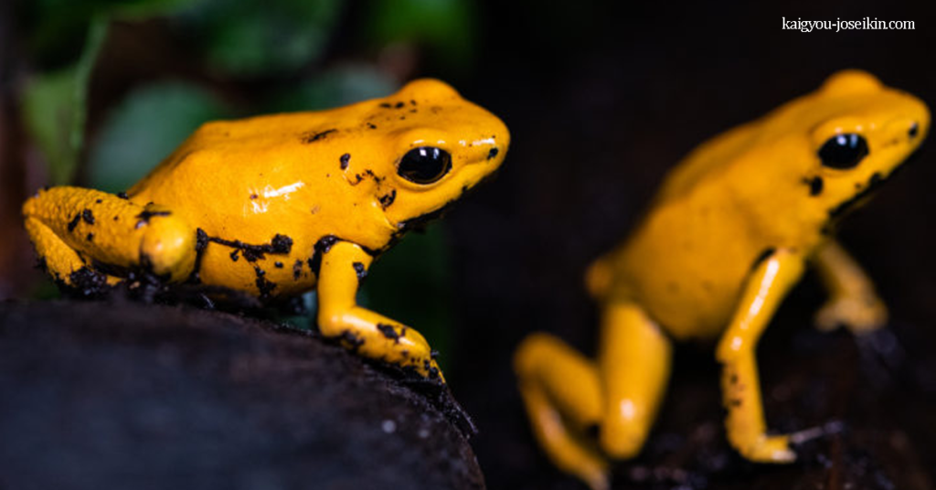 GOLDEN POISON FROG กบพิษสีทอง เป็นกบพิษเฉพาะถิ่นในป่าฝนของโคลอมเบีย กบพิษสีทองใกล้สูญพันธุ์เนื่องจากถิ่นที่อยู่ถูก