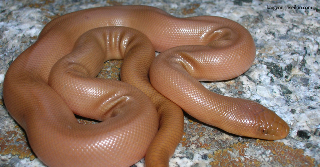 RUBBER BOA งูเหลือมยาง เป็นงูชนิดหนึ่งในวงศ์ Boidae สายพันธุ์นี้มีถิ่นกำเนิดในอเมริกาเหนือ เป็นงูไม่มีพิษพวกมันเป็นหนึ่งในงู