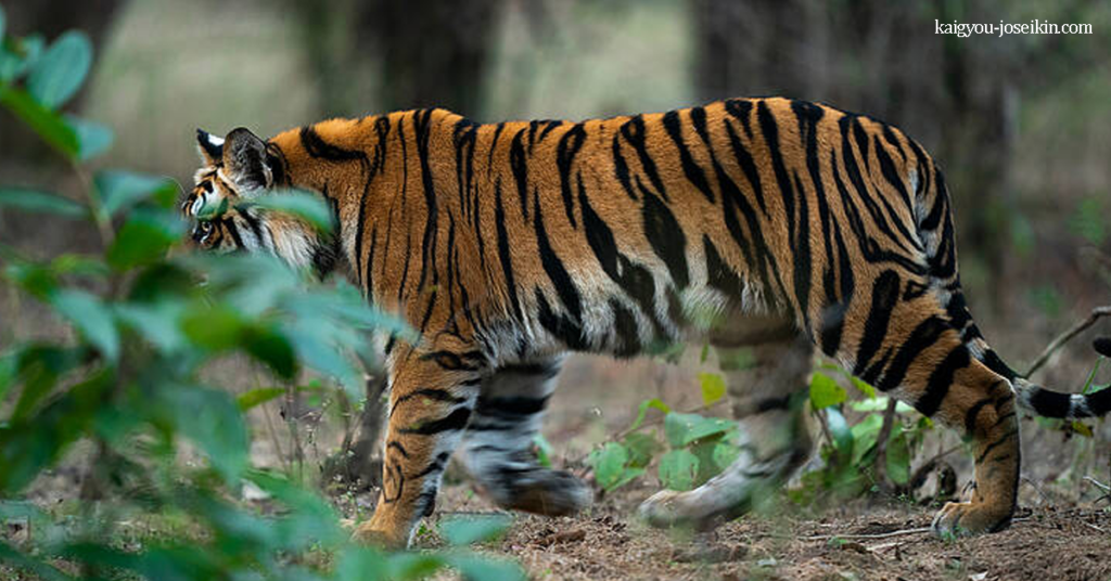 BENGAL TIGER เสือเบงกอล เป็นเสือโคร่งที่ได้รับการเสนอชื่อ มันเป็นหนึ่งในแมวป่าที่ใหญ่ที่สุดที่ยังมีชีวิตอยู่ในปัจจุบัน มันถือเป็นของ