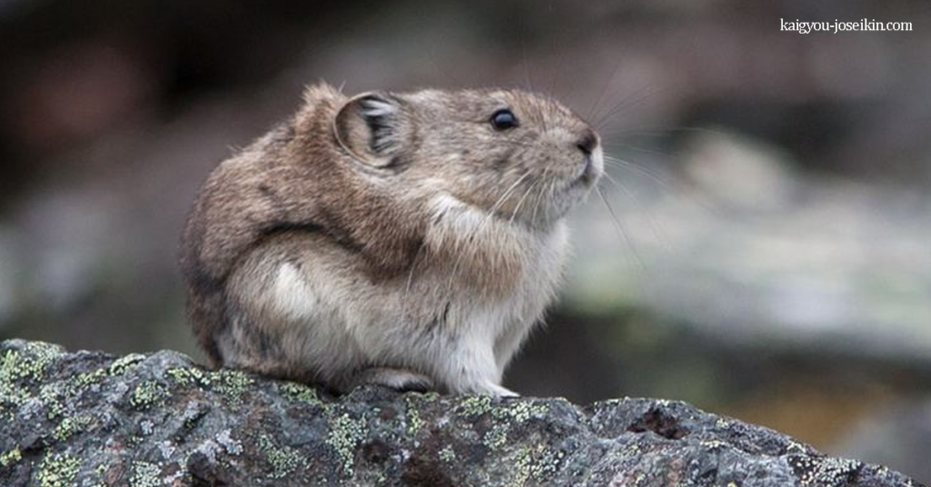 COLLARED PIKA ปิกาเป็นสัตว์เลี้ยงลูกด้วยนมชนิดหนึ่งที่อาศัยอยู่ในทุ่งหินทางตอนกลางและตอนใต้ของอะแลสกา มันเป็นสัตว์ที่ชอบ