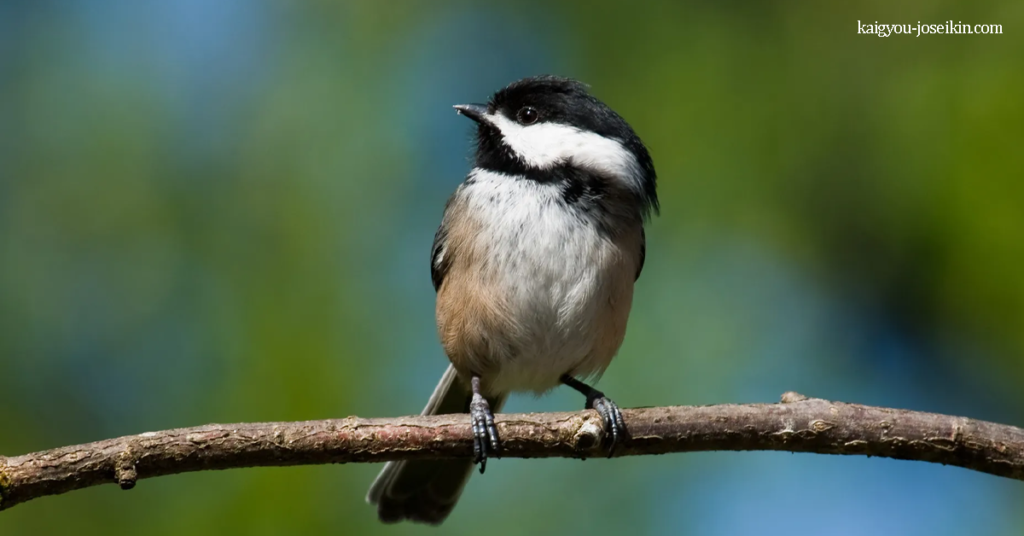 BLACK-CAPPED CHICKADEE นกติ๊ดกระหม่อมดำ เป็นนกขนาดเล็กที่ไม่อพยพย้ายถิ่นฐานในอเมริกาเหนือ อาศัยอยู่ในป่าเต็งรังและป่าเบญ