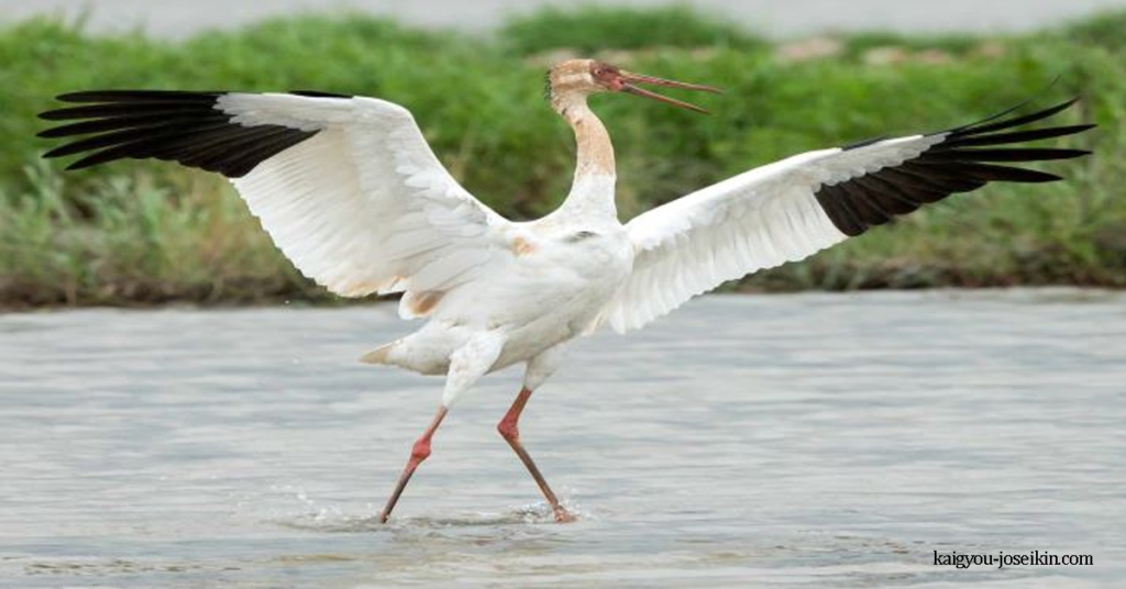 SIBERIAN CRANE นกกระเรียนไซบีเรีย หรือที่รู้จักในชื่อนกกระเรียนขาวไซบีเรีย ตัวเต็มวัยเกือบทั้งหมดมีสีขาวเหมือนหิมะ และมีการผสม