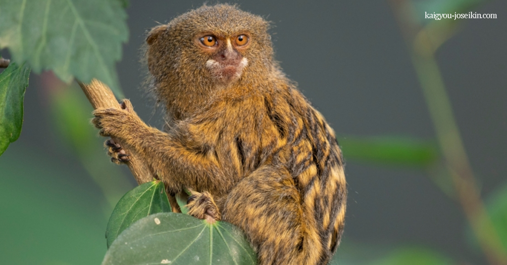PYGMY MARMOSET มาร์โมเซ็ตแคระ ลิงโลกใหม่ที่มีถิ่นกำเนิดในป่าฝนตะวันตกในอเมริกาใต้ มันมีชื่อเสียงในด้านการเป็นลิงที่เล็ก
