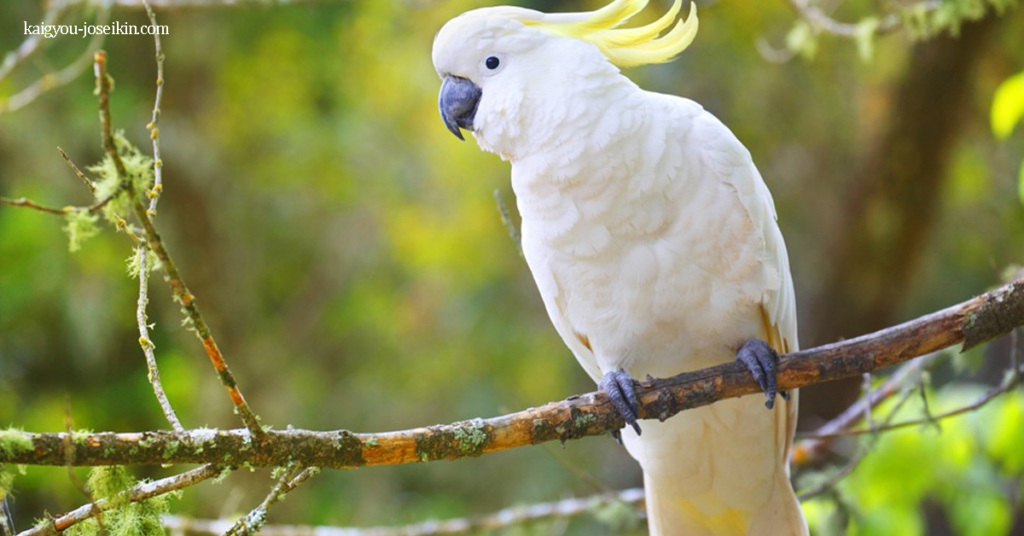 SULPHUR-CRESTED COCKATOO นกกระตั้วใหญ่หงอนเหลือง เป็นนกกระตั้วที่มีขนาดค่อนข้างใหญ่ พบได้ในป่าในออสเตรเลียนิวกินี