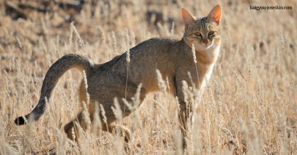 AFRICAN WILDCAT แมวป่าแอฟริกา เป็นแมวป่าขนาดเล็กชนิดหนึ่ง ในไซปรัสแมวป่าแอฟริกันถูกพบในหลุมฝังศพถัดจากโครงกระดูก