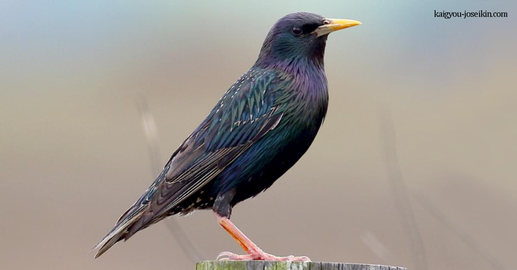 COMMON STARLING นกกิ้งโครงพันธุ์ยุโรป เป็นนกพาสเซอรีนขนาดกลาง นกกิ้งโครงเป็นนกขนาดกลาง มันมีขนนกสีดำมันวาวพร้อมเงา