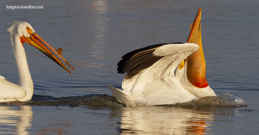 AMERICAN WHITE PELICAN นกกระทุงขาวอเมริกัน เป็นนกน้ำขนาด ใหญ่ มันแพร่พันธุ์ในทวีปอเมริกาเหนือ เคลื่อนตัวไปทางใต้และชายฝั่ง