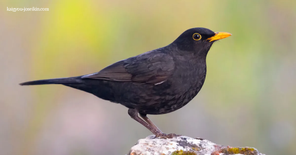 COMMON BLACKBIRD นกแบล็กเบิร์ด นกชนิดหนึ่งมันถูกเรียกอีกอย่างว่านกดำยูเรเชียน หรือเรียกง่ายๆ ว่านกดำซึ่งไม่ทำให้เกิดความสับสน