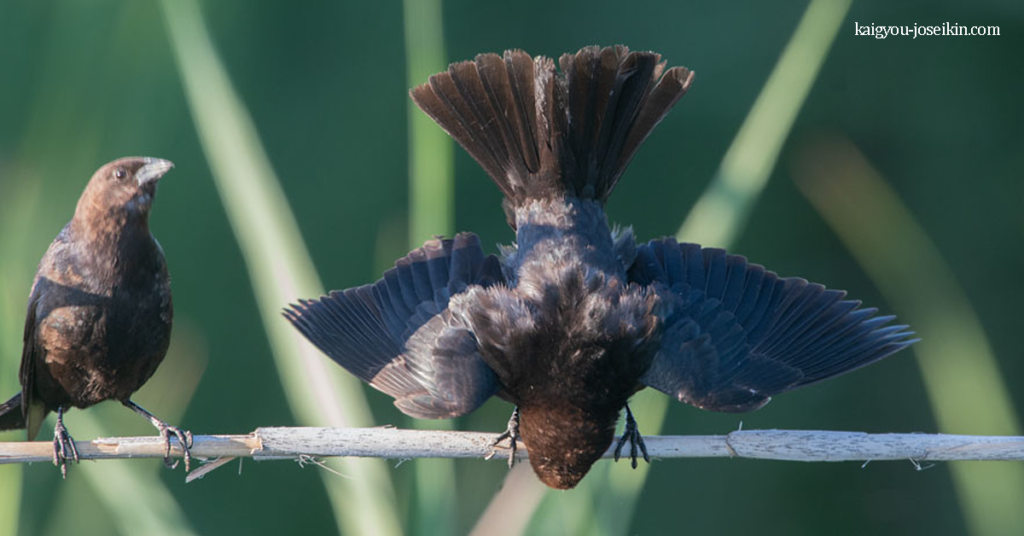 BROWN-HEADED COWBIRD นกเคาเบิร์ดหัวสีน้ำตาลเป็นนกกาฝากขนาดเล็กที่มีถิ่นกำเนิดในเขตอบอุ่นและกึ่งเขตร้อนของทวีปอเมริกาเหนือ