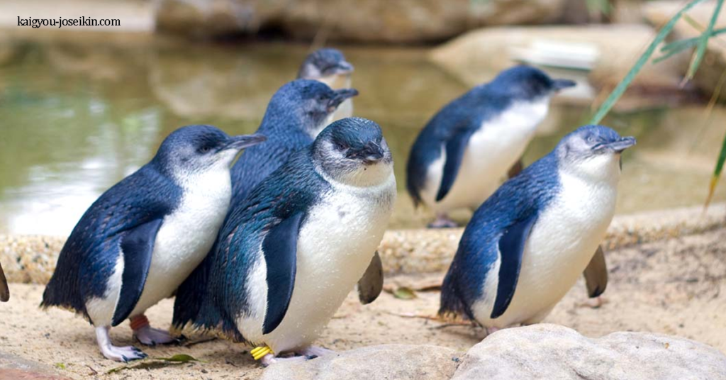 LITTLE BLUE PENGUIN เพนกวินสีน้ำเงิน เป็นนกเพนกวินสายพันธุ์หนึ่งที่พบในนิวซีแลนด์ พวกมันยังเป็นที่รู้จักกันทั่วไปว่าเป็นนกเพนกวิน