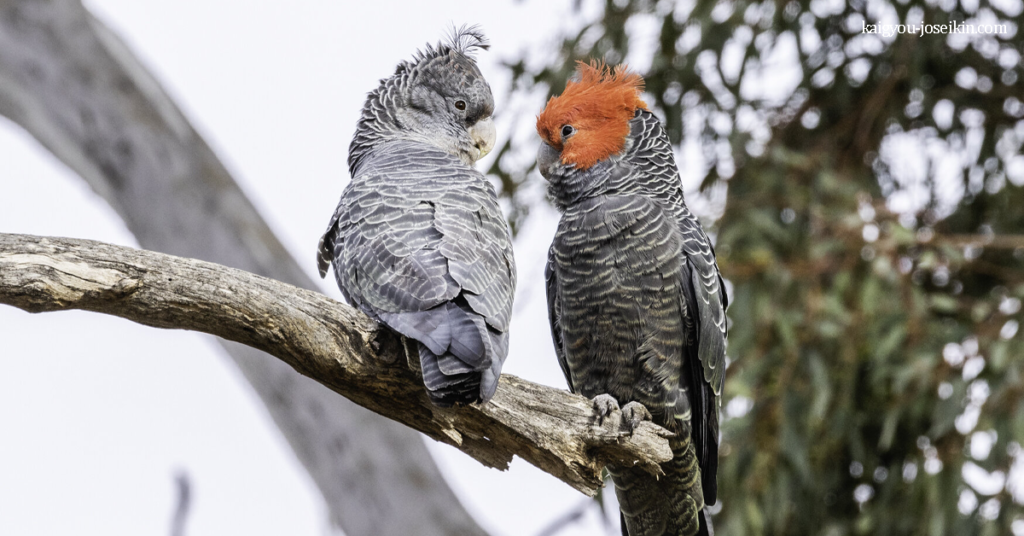 GANG-GANG COCKATOO นกกระตั้วแก๊งค์ เป็นนกแก้วที่พบในป่าและป่าไม้ที่เย็นและเปียกชื้นของออสเตรเลียโดยเฉพาะพื้นที่ป่าบนภูเขาสูง