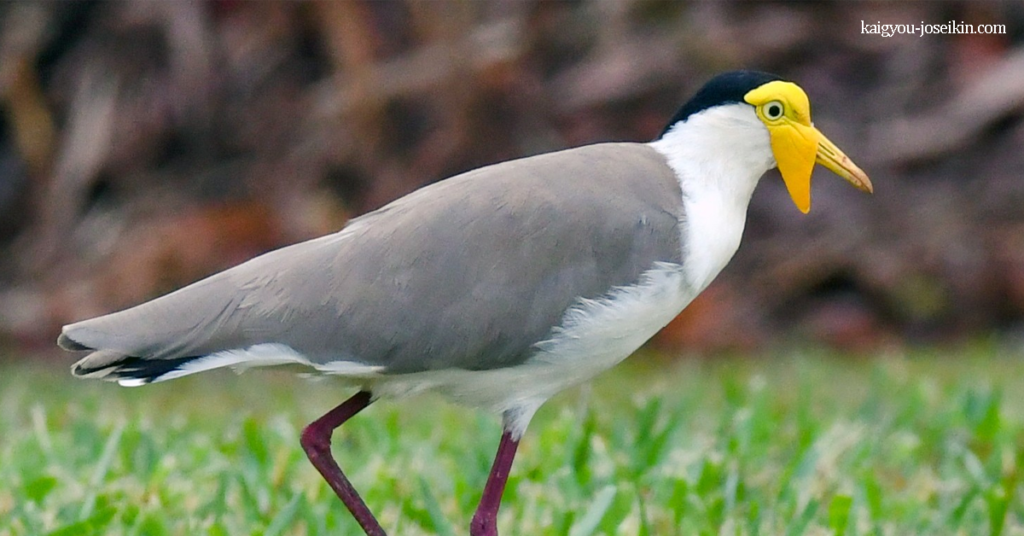 MASKED LAPWING นกแสก เป็นนกขนาดใหญ่ พบเห็นได้ทั่วไป และโดดเด่นสะดุดตา มันใช้เวลาส่วนใหญ่อยู่บนพื้นดินและมีสายที่แตกต่าง