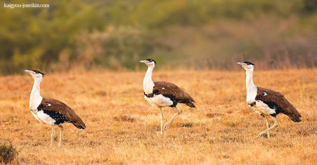 GREAT INDIAN BUSTARD นกอินเดียนอีสตั๊ด เป็นนกบกขนาดใหญ่ที่มีลำตัวในแนวนอนและขาเปล่ายาวทำให้ดูเหมือนนกกระจอกเทศ
