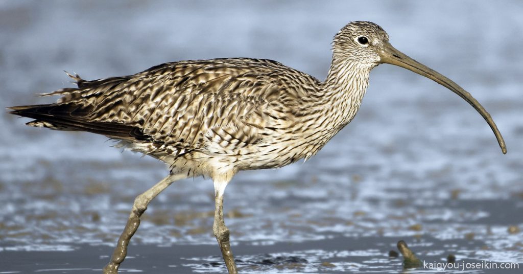 FAR EASTERN CURLEW ( Numenius madagascariensis ) เป็นนกชายฝั่งขนาดใหญ่ที่มีลักษณะคล้ายกับนกเงือกปากยาว แต่มีขนาดใหญ่กว่าเล็กน้อย