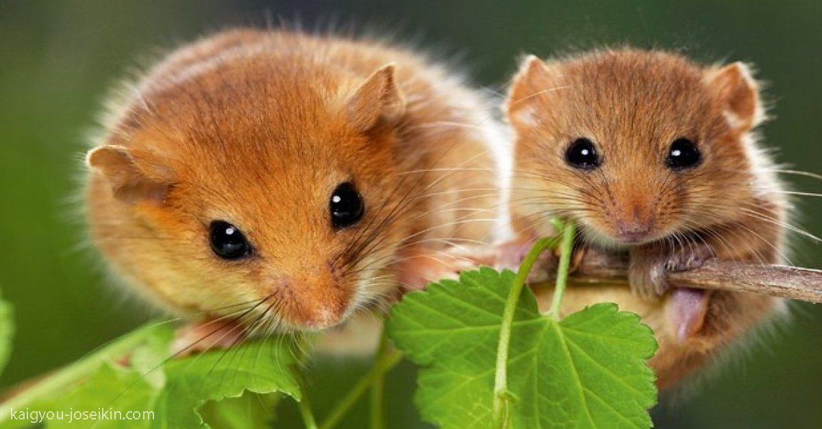 hazel-dormouse-news-about-animals