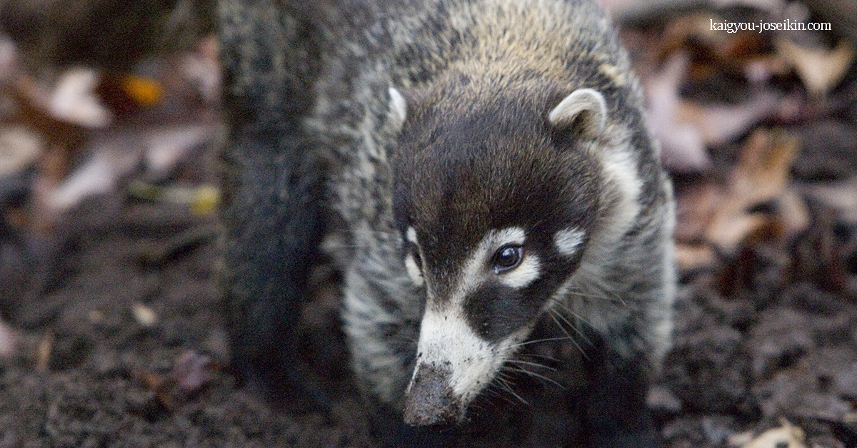 WHITE NOSED COATI News About Animals WHITE NOSED COATI News About Animals